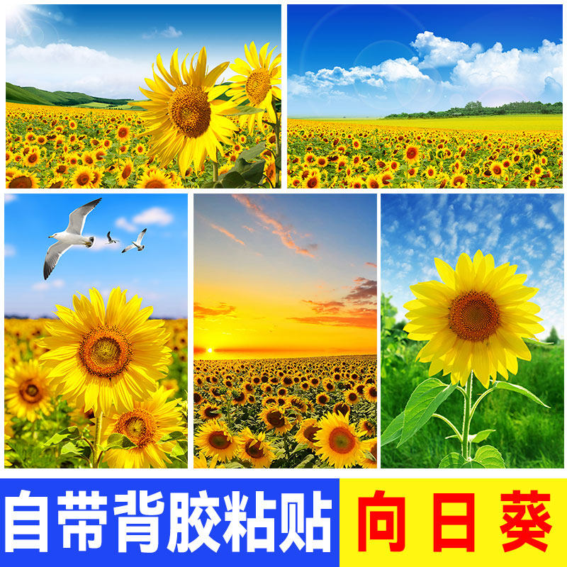 向日葵海报贴画背景装饰画向阳花玻璃贴纸葵花花卉花海风景壁画纸