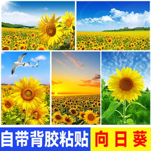 向日葵海报贴画背景装饰画向阳花玻璃贴纸葵花花卉花海风景壁画纸