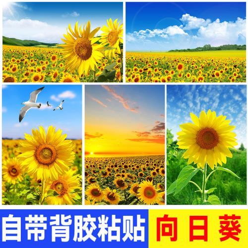 向日葵海报贴画背景装饰画向阳花玻璃贴纸葵花花卉花海风景壁画纸