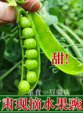 甘肃现摘新鲜甜豌豆水果豆小豌豆