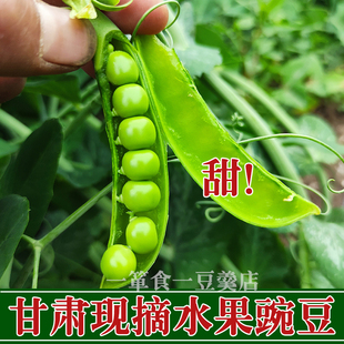 甘肃新鲜豌豆现摘带壳露天甜豌豆脆青豆无添加婴儿辅食整箱小豌豆