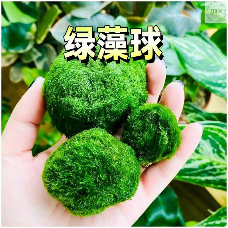 绿藻球海藻球小鱼缸水族箱造景装饰淡水阴性新手懒人好养水草植物,宠物/宠物食品及用品,水草,淘宝优惠券,粉丝福利购,淘宝优惠卷