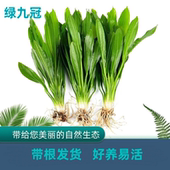 迷你绿九冠新手鱼缸草缸造景植物真草净水增氧阴性好养九冠水草