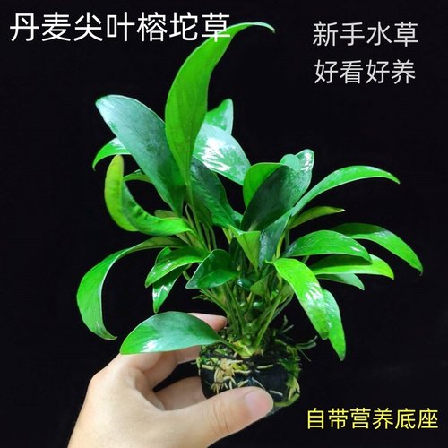 丹麦尖叶榕坨草新手入门水草
