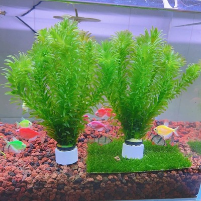 蜈蚣草鱼缸造景水草阴性净水增氧