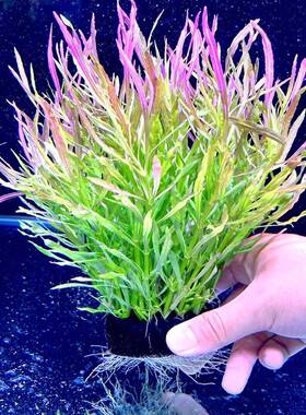 鱼缸造景坨草植物懒人淡水好养绿植增氧净水新手水培养鱼易活水草