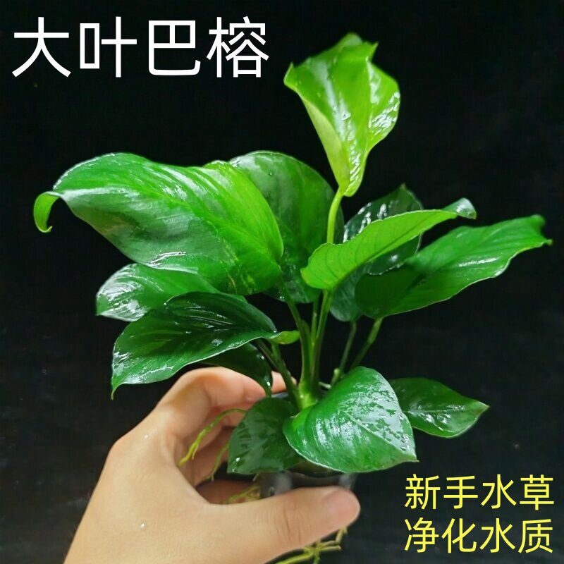大叶巴榕水榕水草植物鱼缸造景阴性水草新手入门好养活绿植真草