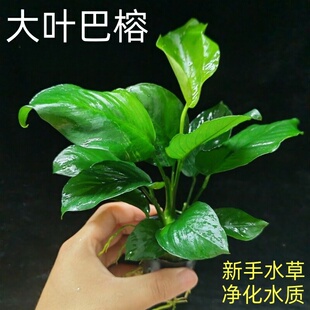 大叶巴榕水榕水草植物鱼缸造景阴性水草新手入门好养活绿植真草