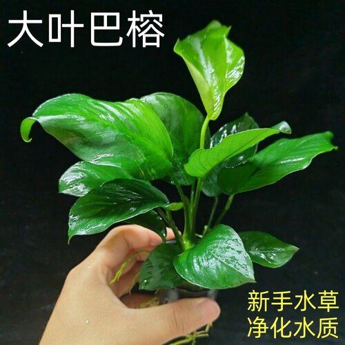 大叶巴榕水草植物鱼缸造景