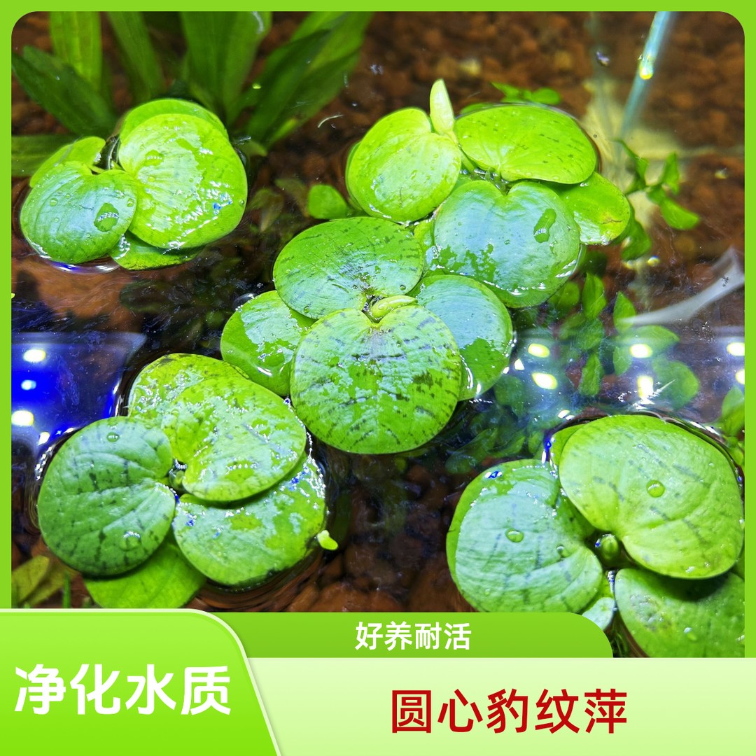 圆心萍浮萍净化水质水培绿植