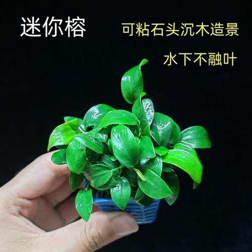 迷你袖珍小水榕鱼缸石头沉木造景装饰水草植物阴性好养新手水下叶