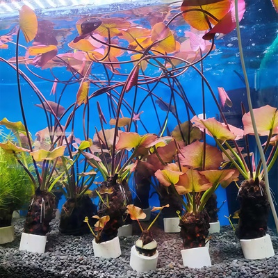 懒人鱼缸睡莲类中后景淡水植物