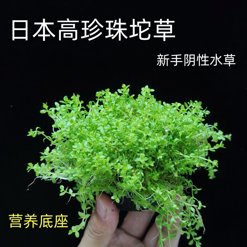 日本高珍珠新手阴性水草