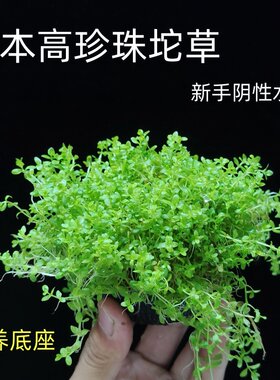 日本高珍珠新手阴性水草