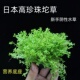 日本高珍珠新手阴性水草增氧净水好养水下叶鱼缸草缸造景坨草植物