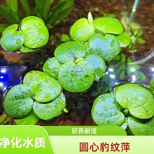 圆心萍浮萍净化水质水培绿植鱼虾缸增氧水草装饰办公室漂浮水草