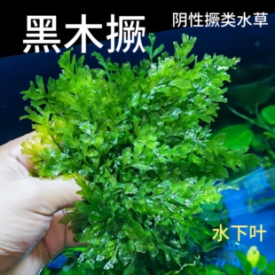 矮种黒木蕨丹麦细叶铁鱼缸草缸阴性蕨类水草沉木造景无需二氧化碳