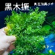 矮种黒木蕨丹麦细叶铁鱼缸草缸阴性蕨类水草沉木造景无需二氧化碳