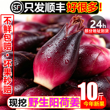顺丰头茬阳荷姜10斤新鲜蔬菜当季整箱洋荷姜野生洋河茗荷藿农家菜