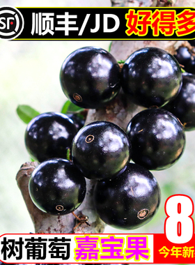 【顺丰/JD】嘉宝果8斤沙巴树葡萄新鲜水果当应季孕妇罕见稀有水果