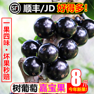 【顺丰/JD】嘉宝果8斤沙巴树葡萄新鲜水果当应季孕妇罕见稀有水果