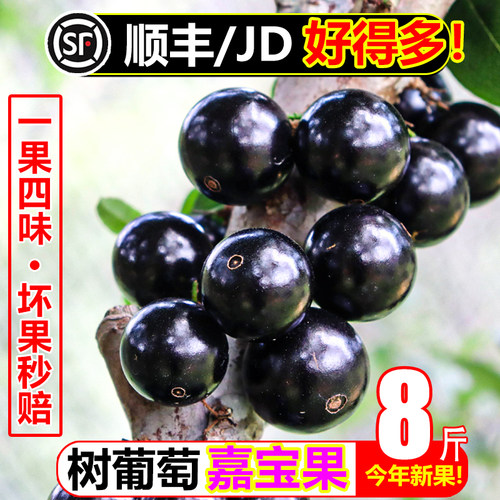 【顺丰次日达】嘉宝果8斤树葡萄