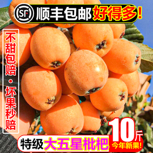 【顺丰冷鲜】特级四川大五星枇杷10斤大果新鲜水果应当季琵琶批把