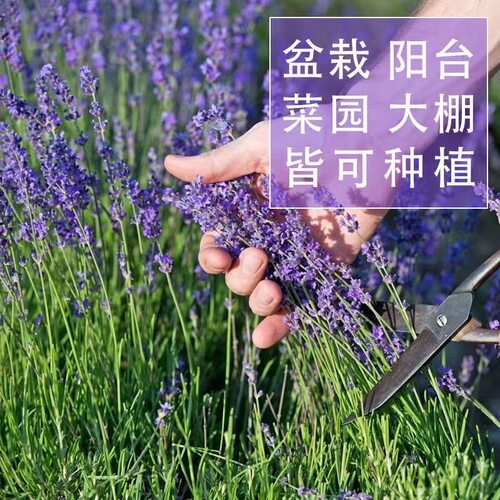 【薰衣草】多年生花苗耐寒耐热庭院种植盆栽花园小区阳台家庭观赏