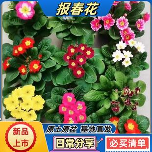 报春花盆栽欧洲花卉重瓣冬季耐寒四季开花带香味阳台室内喜光包邮