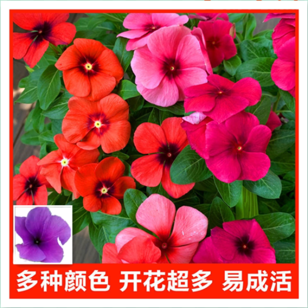 长春花新款美观参加开青州花卉馆带花苞庭院客厅盆栽花卉多季开花