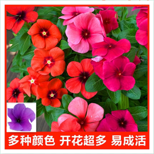长春花天天开庭院室内四季梅特惠
