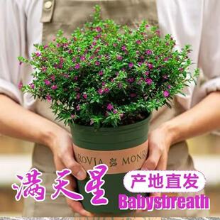 满天星盆栽满天星花大苗室内外阳台带花苞多季开花卉植物花镜植物