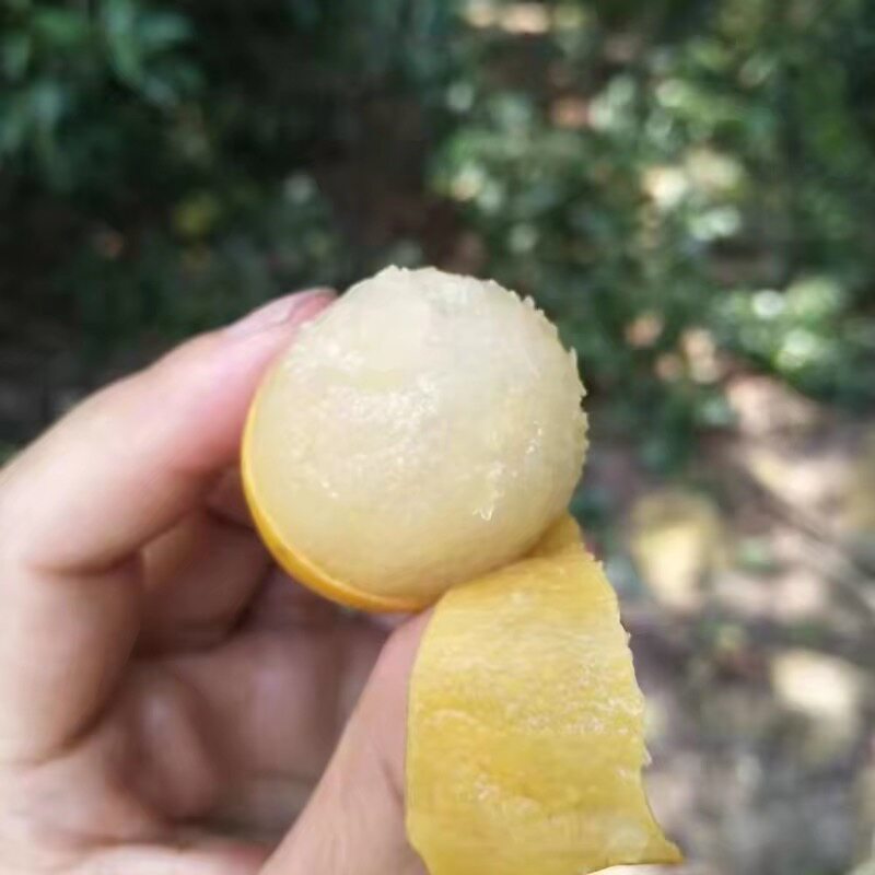 广东小众酸枣新鲜酸枣现摘现发南酸枣泡酒五眼果鼻涕果酸枣酸枣糕