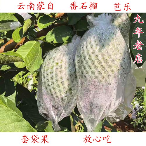 云南蒙自当季番石榴芭乐新鲜水果