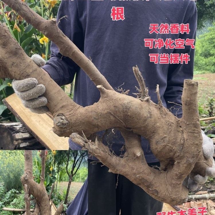 云南木姜子根山胡椒根超大老根天然香薰香料茶室净化空气隔断摆件图片