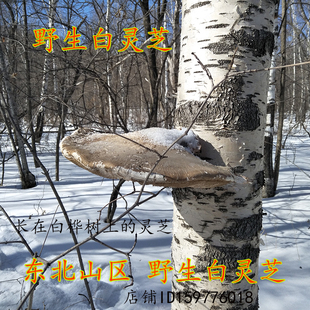野生白灵芝 桦禄管菌 东北野生白灵芝玉芝白灵芝250克白边 白灵芝