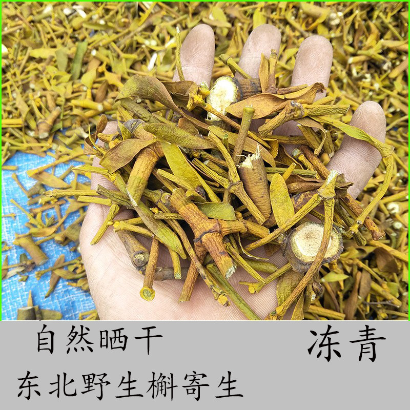 东北野生冻青 寄生子 槲寄生 寄生 北寄生 野生槲寄生晒干货500克
