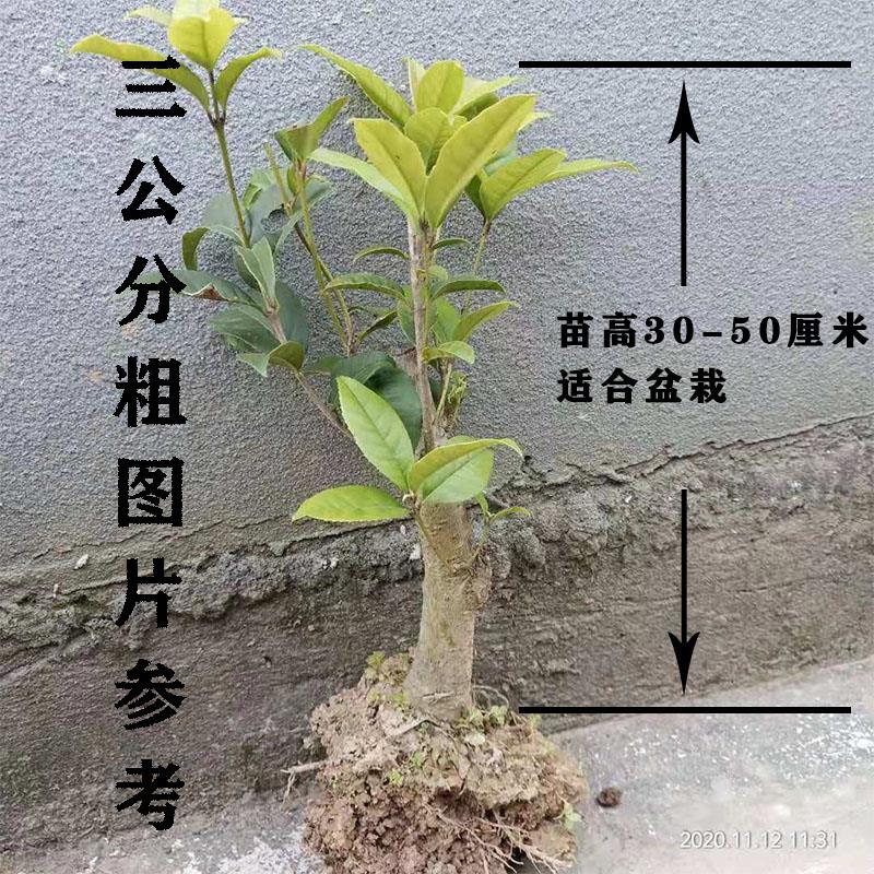 矮桂花树苗金桂四季桂盆栽花卉浓香型月月桂室内客厅植物好养的花