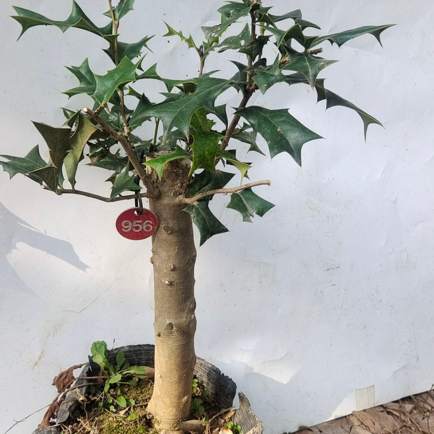 枸骨熟桩老虎刺猫儿刺有刺鸟不宿狗骨苗狗骨树老大桩盆景盆栽