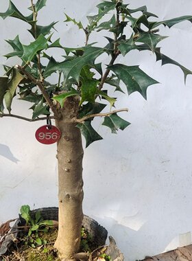 枸骨熟桩老虎刺猫儿刺有刺鸟不宿狗骨苗狗骨树老大桩盆景盆栽