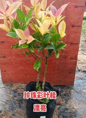 彩叶桂树花卉盆栽矮桩桂花盆景金桂四季桂室内窒外阳台浓香型绿植