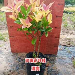 彩叶桂树花卉盆栽矮桩桂花盆景金桂四季桂室内窒外阳台浓香型绿植