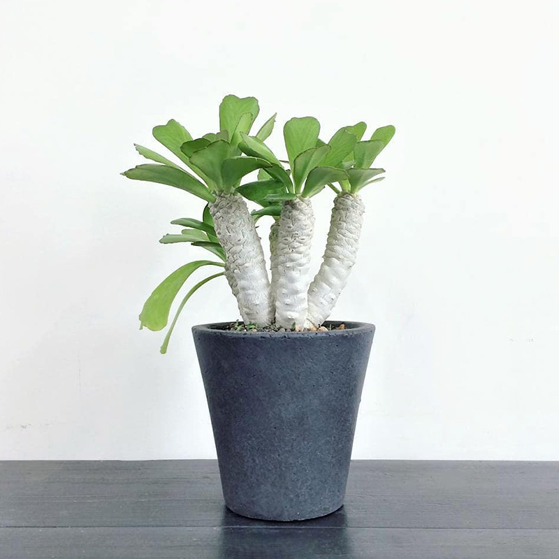 贝信麒麟大戟科沙漠植物