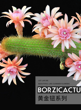 植物员外 黄金钮系列集合 美丽杂交开花仙人球仙人柱垂吊多肉