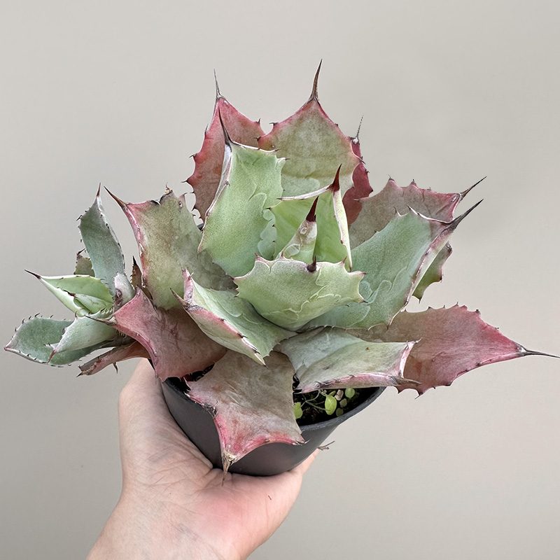 实生雷神全状态粉边包子状龙舌兰