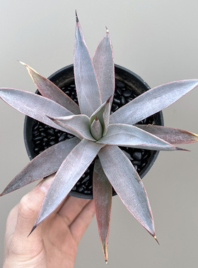 植物员外 冥王龙舌兰一物一拍 带粉可晒出蓝紫色状态多肉组合盆栽