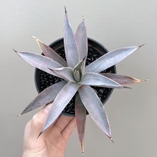 植物员外 带粉可晒出蓝紫色状态多肉组合盆栽 冥王龙舌兰一物一拍