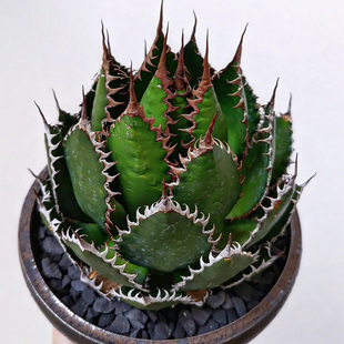 植物员外 密刺霍利达一物一拍 龙舌兰沙生耐旱阳台多肉绿植盆栽