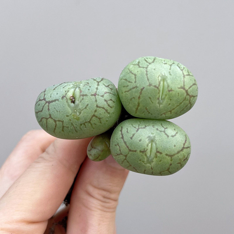 植物员外 猴脸安珍杂 青姬口笛一物一拍 肉锥多肉植物组合盆栽