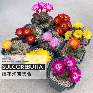 植物员外 宝山沟宝山集合 群花爆花仙人球复色火焰特纳瑞日出日落
